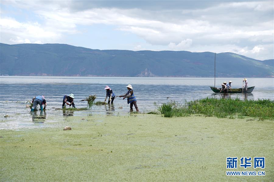 大理洱海整治最新动态，坚定迈向生态文明步伐