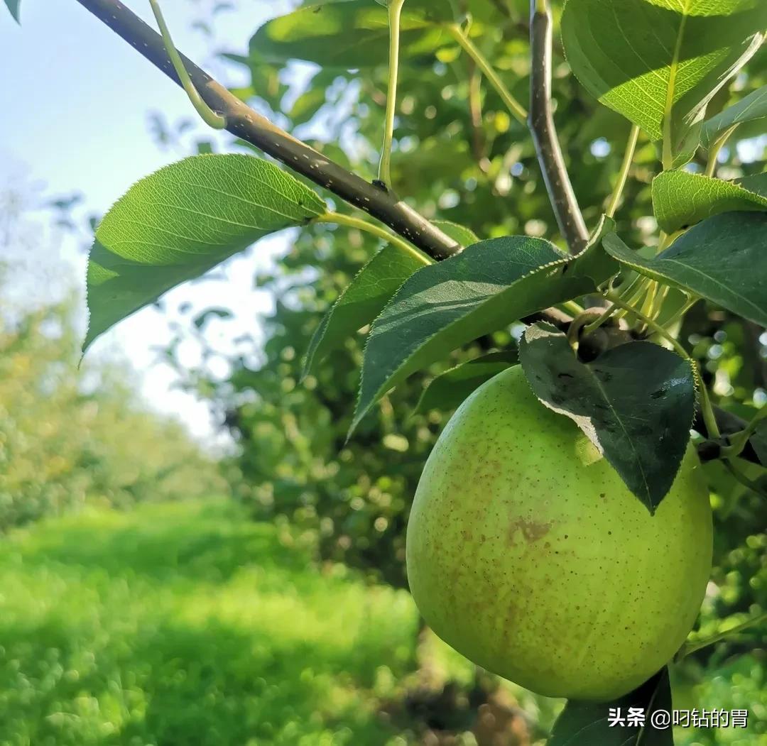 河北农交汇最新动态，开启农村经济繁荣新篇章