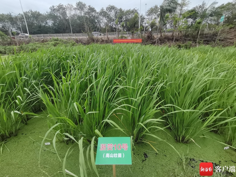 千叶桥麦性茭，现代科技与自然美的交融探索最新网站