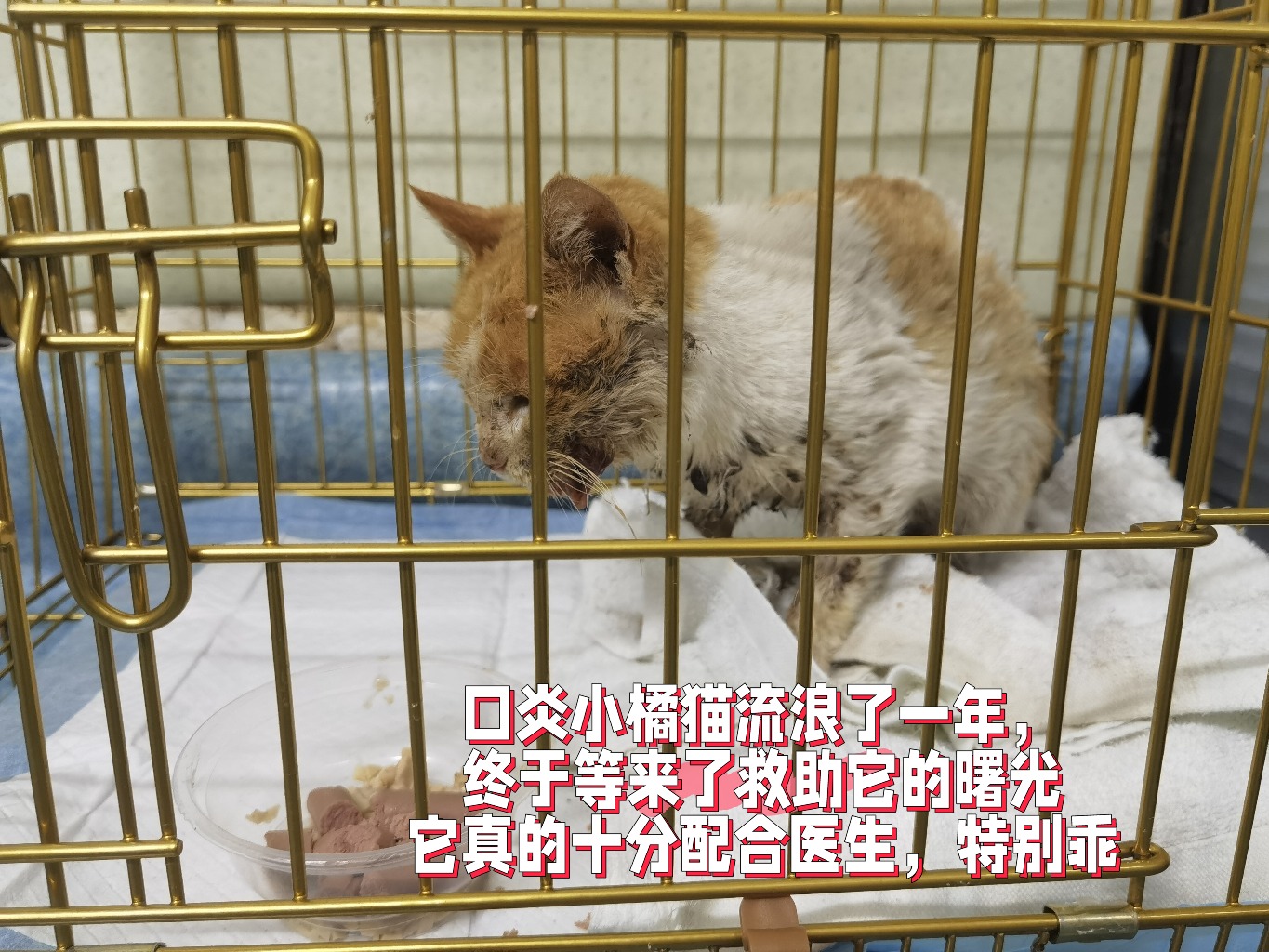 79456濠江论坛最新消息今天,口炎猫咪治疗费用_王者版5.203