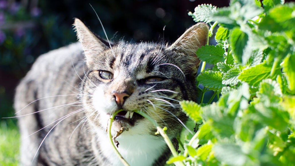 最准一肖一码100%澳门,猫咪能不能吃猫薄荷_专业版1.478