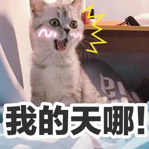 新澳天天开奖资料大全1038期,猫咪把猫粮吐出来了_手游版v2.23.59