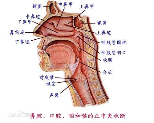 新奥管家婆免费资料2O24,猫咪咽喉图_快捷版v3.7.505