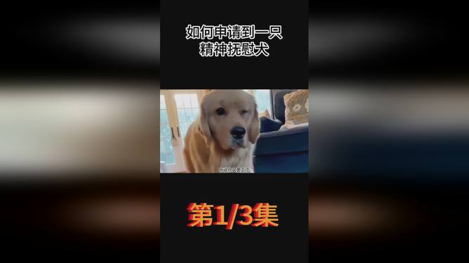 二四六好彩7777788888,狗狗没精神不吃东西怎么办_快捷版v3.7.603