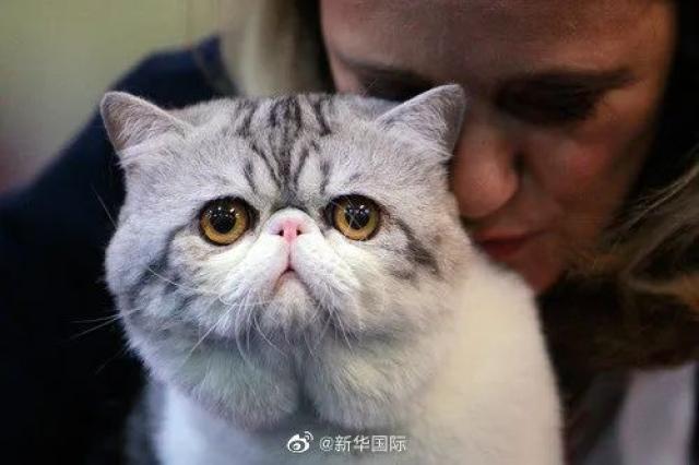 澳门最准的资料免费公开,猫咪外驱怎么做_起步版8.55