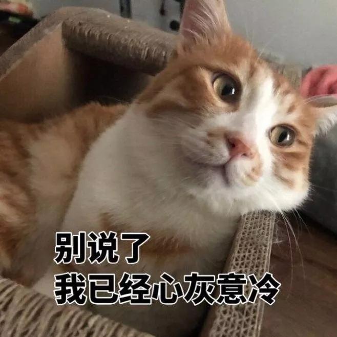 流浪猫与宠物猫，猫的两面生活