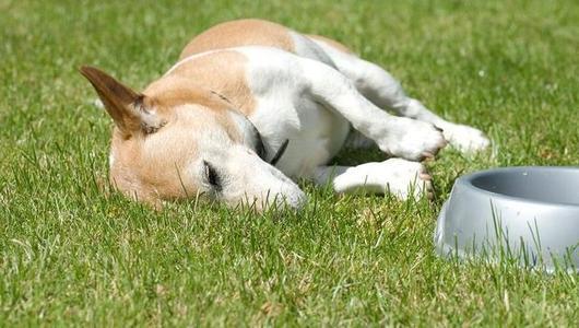 狗狗骨头划伤肠道，故事回顾与应对指南