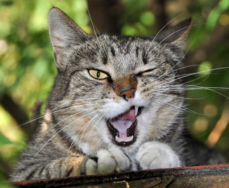 猫咪的调皮魅力，性格展现与独特风采