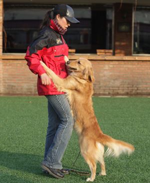 训练狗狗，建立默契与信任的人犬桥梁