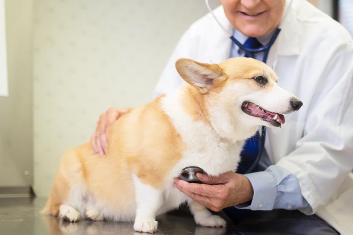 狗狗战胜犬瘟，奇迹般的恢复力量与良好精神状态