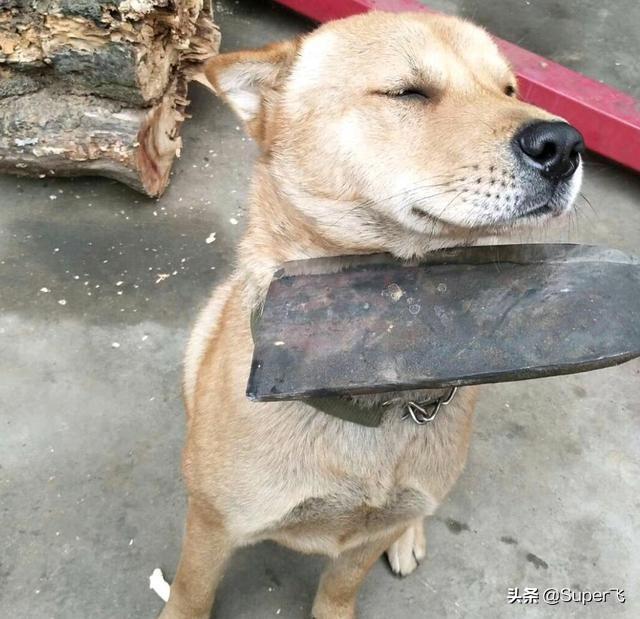 关于宠物饮食的探讨，狗狗能否食用鸡腿？