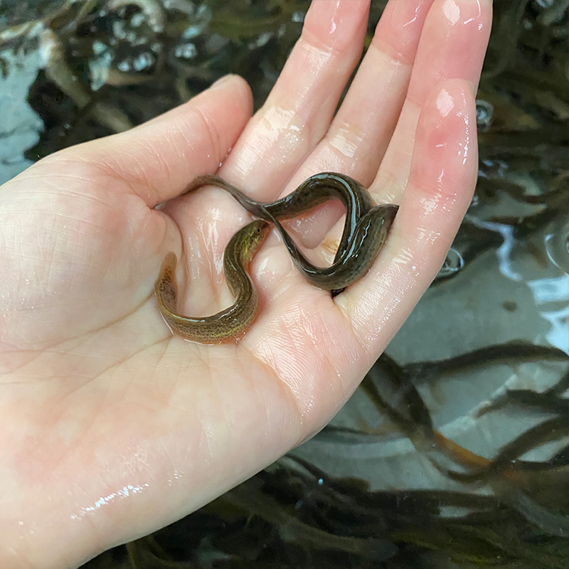 宠物鳅鱼，独特的养宠之旅