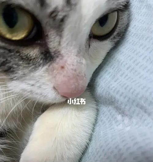 猫咪猫癣的饮食管理与营养健康保障