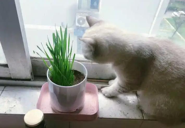 猫咪的世界，猫草与食欲的微妙关系探索