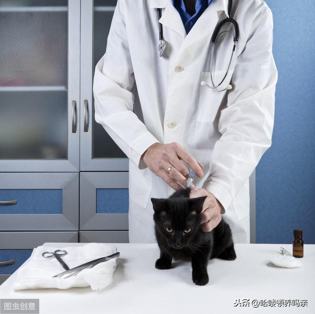 猫咪三联疫苗，价格与保护健康的必要性