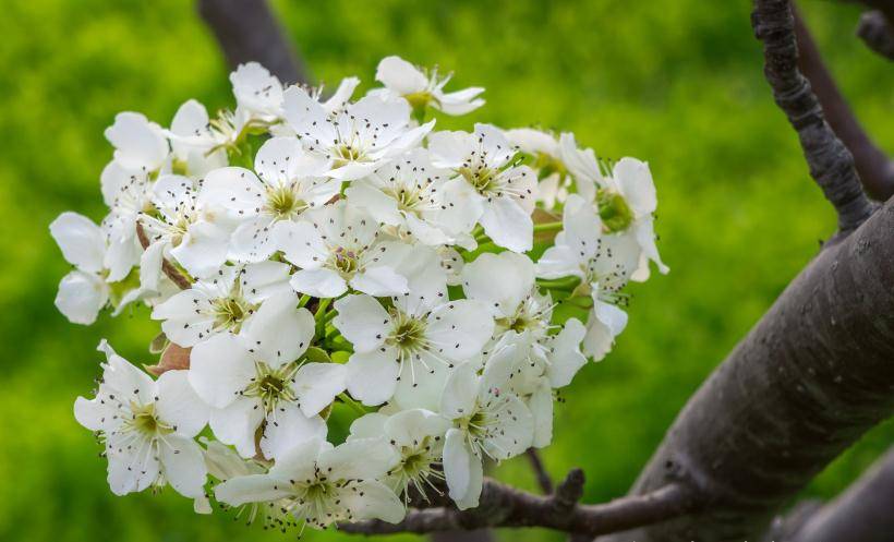 梨花属于什么生肖,准确资料解释落实_HDR71.842