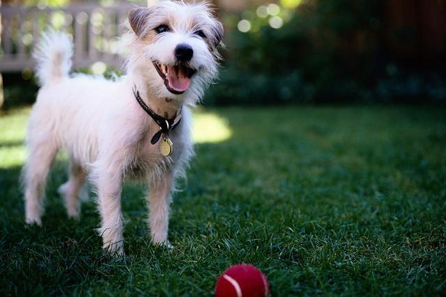 全方位解读宠物犬需求，养狗狗知识指南