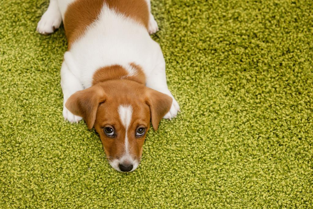 狗狗足迹，探索犬类世界的奥秘与魅力