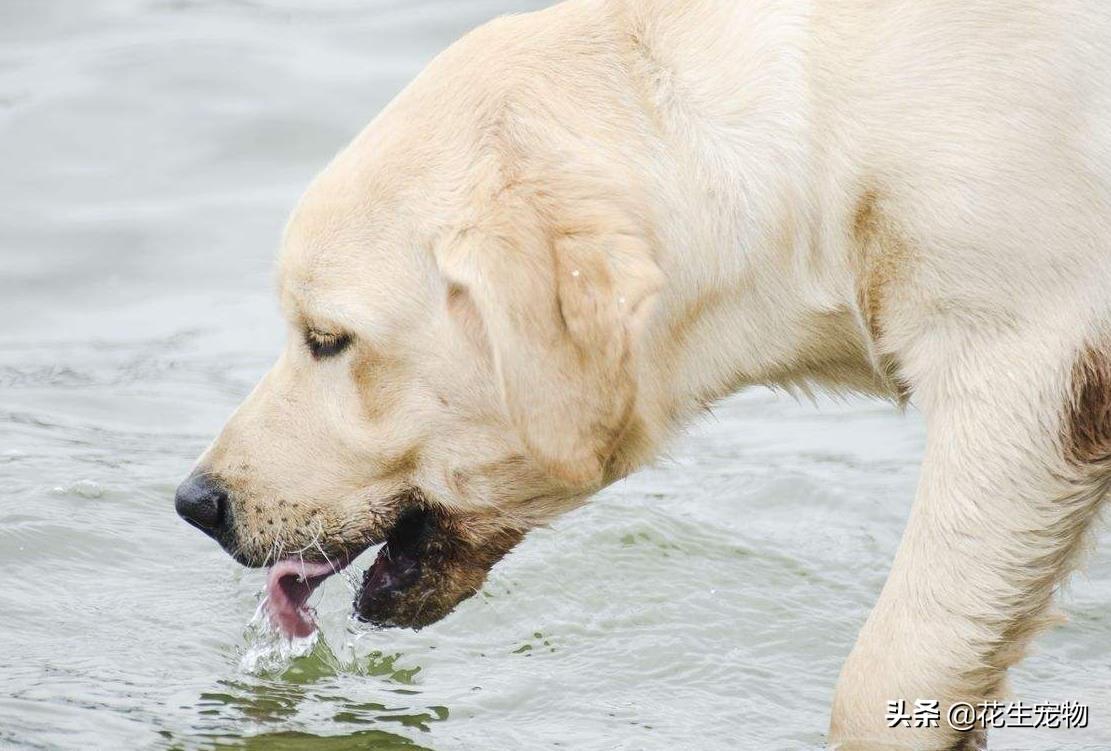 宠物饮水安全，如何正确换水与重要性解析