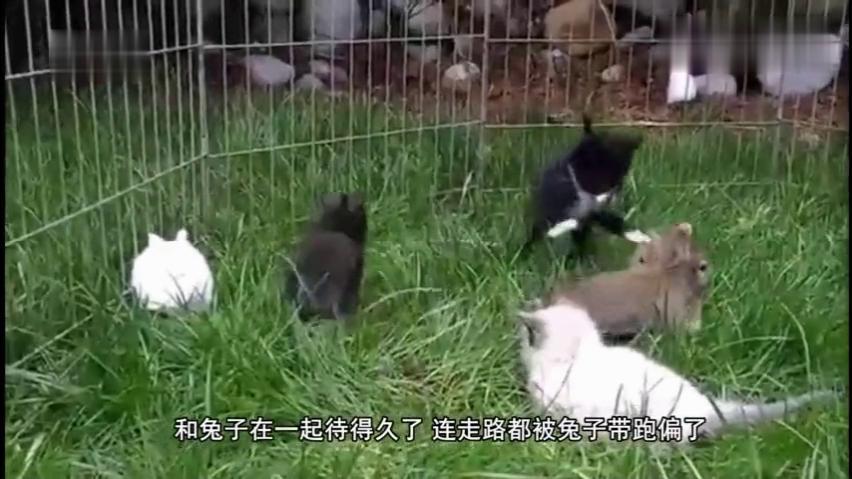 猫咪与兔子和谐共处，独特的宠物养育之旅