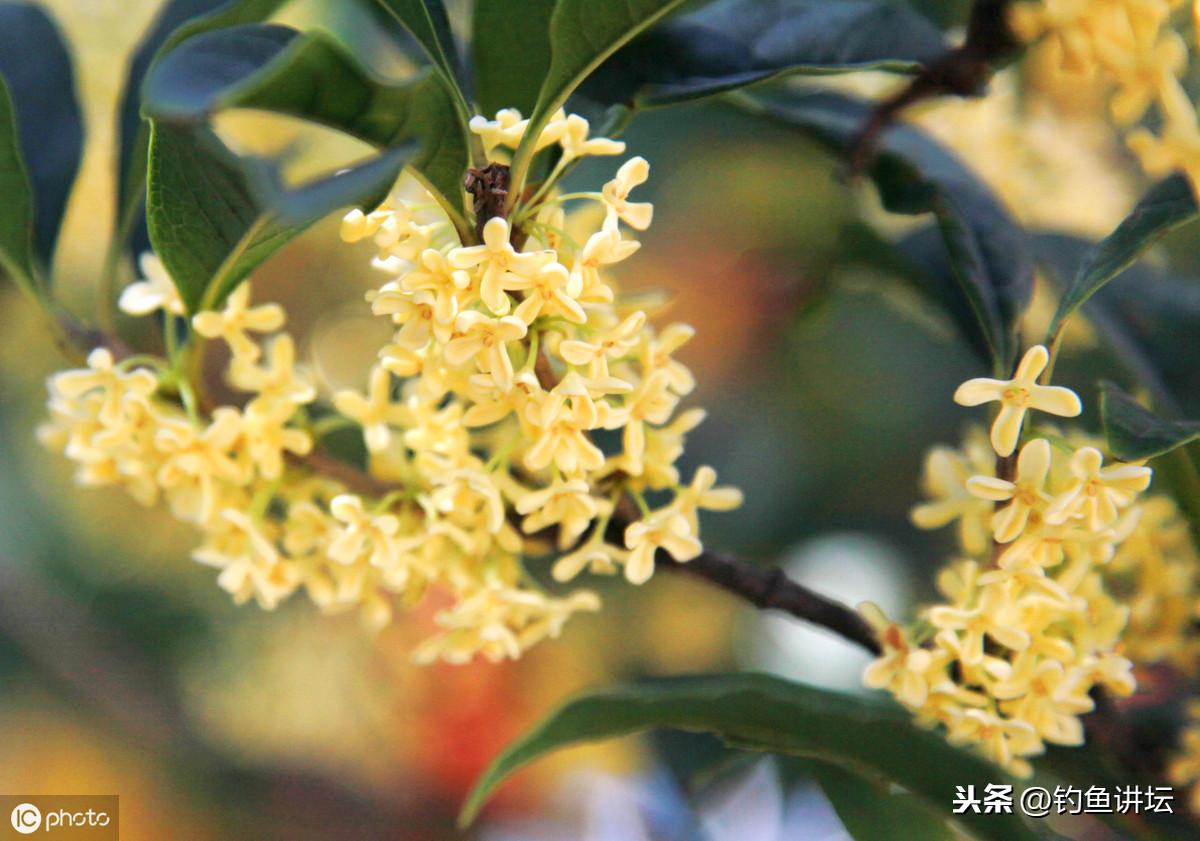 生活小妙招，挂花美化家居，提升生活情趣