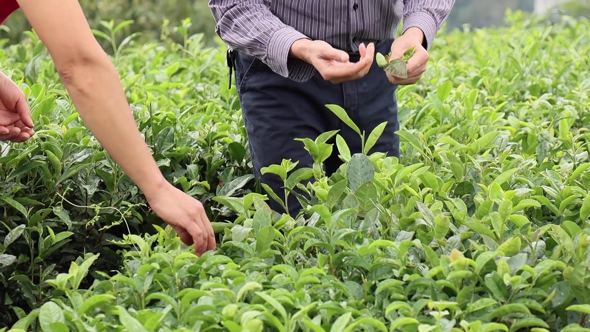 茶农生活小妙招，提高茶园管理效率与生活品质