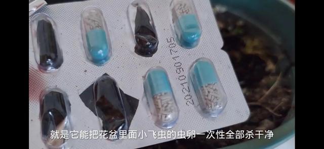 生活小妙招，实用驱赶小飞虫方法